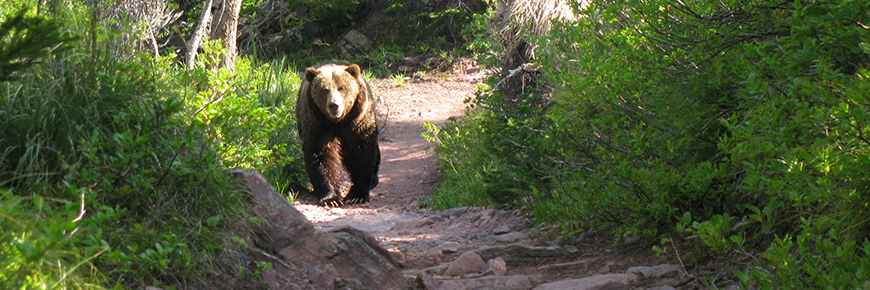 grizzly bear on trail in summer