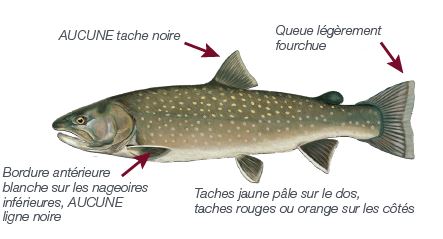 bull trout illustration FR 