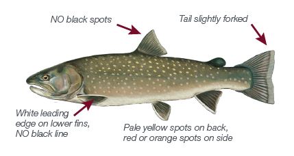 bull trout illustration 