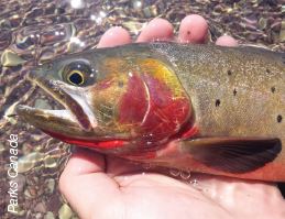 Westsclope cutthroat trout close up