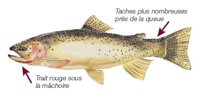 wsct trout illustration FR 