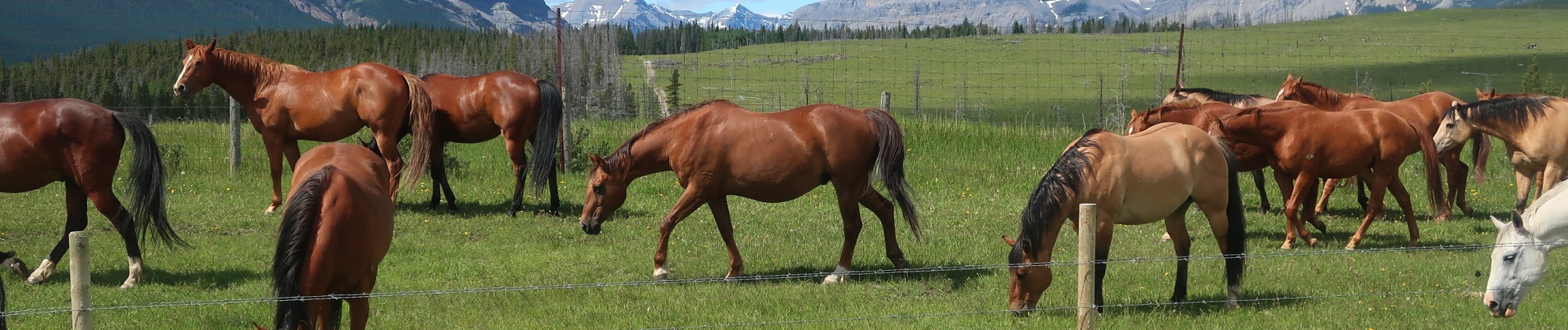 horses grazing on field at Ya Ha Tinda Ranch 