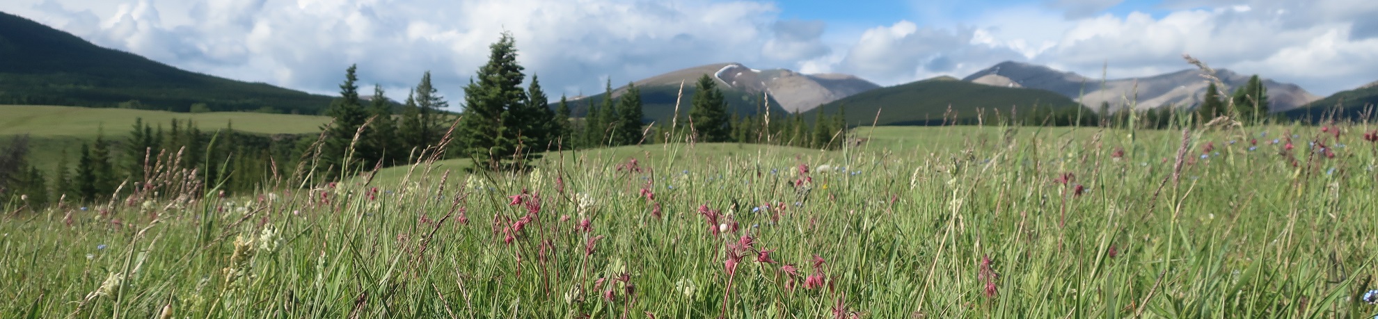 field of wild flowers with mountains in the background at Ya Ha Tinda Ranch