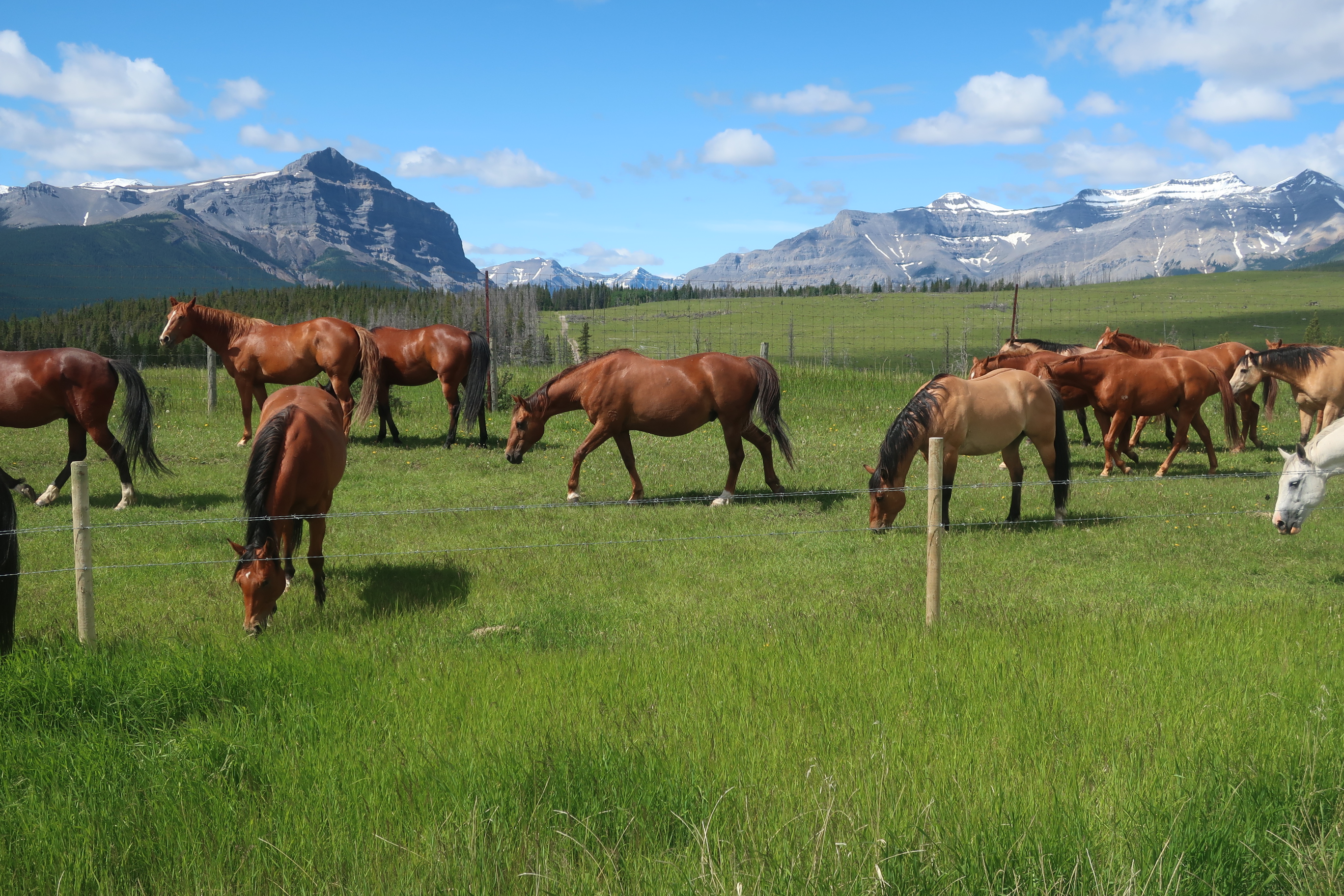 Horses in field at Ya Ha Tinda Ranch 