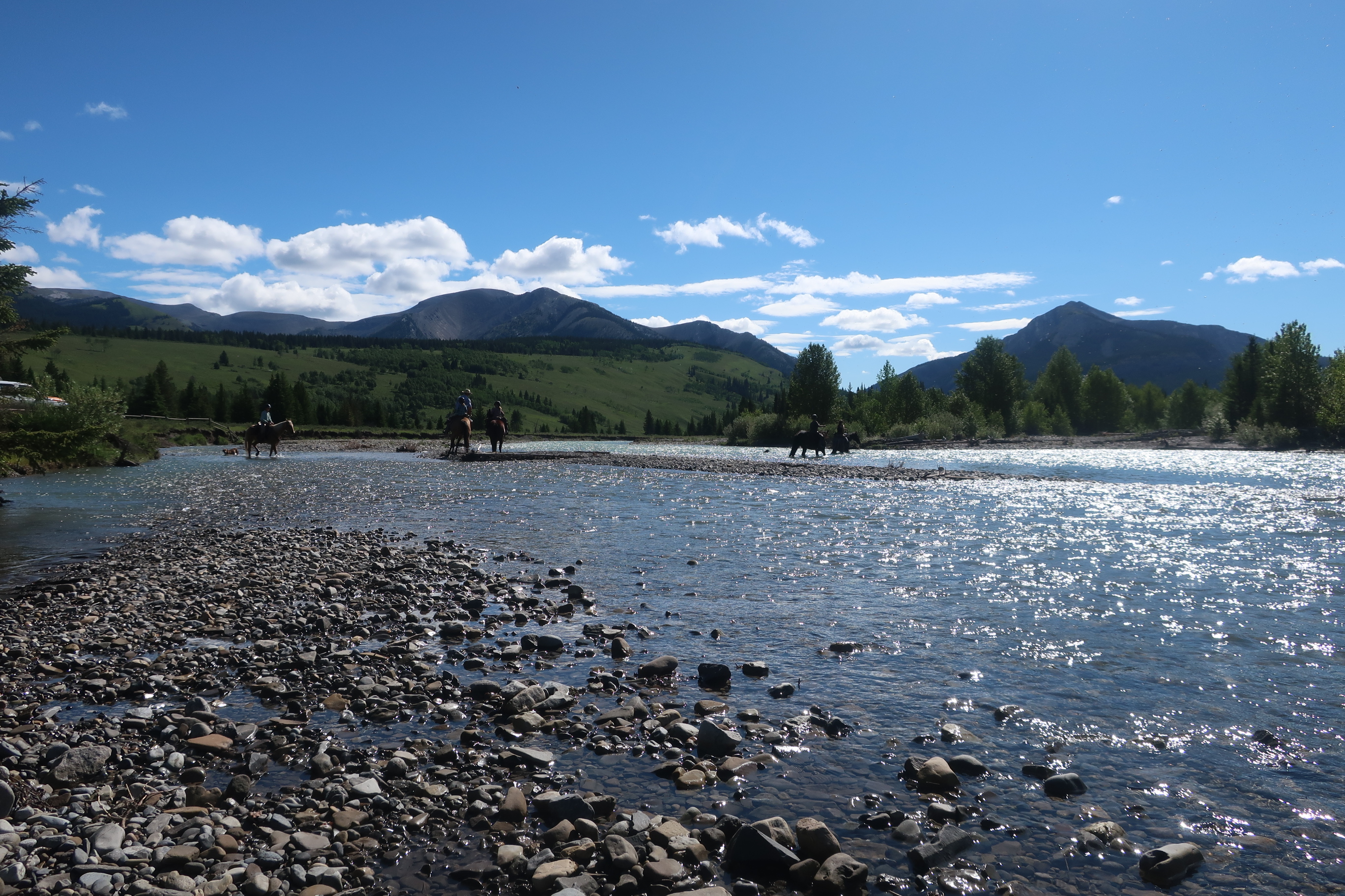 horses in the distance crossing a river at Ya Ha Tinda Ranch