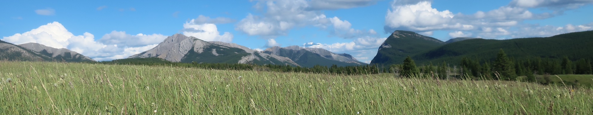 mountain landscape at Ya Ha Tinda Ranch