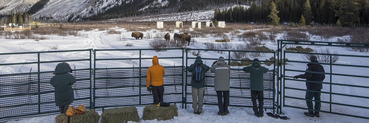 Staff monitoring bison in the backcountry