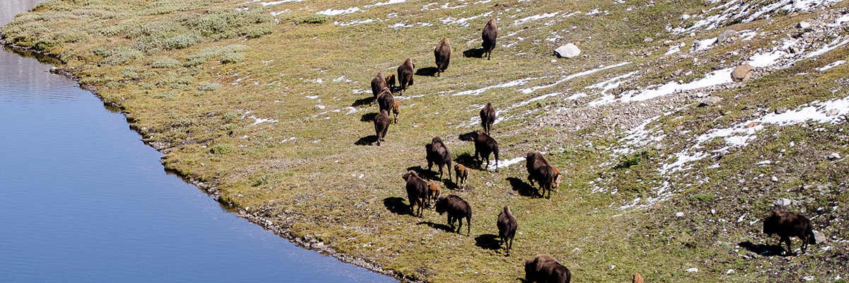 bison roaming