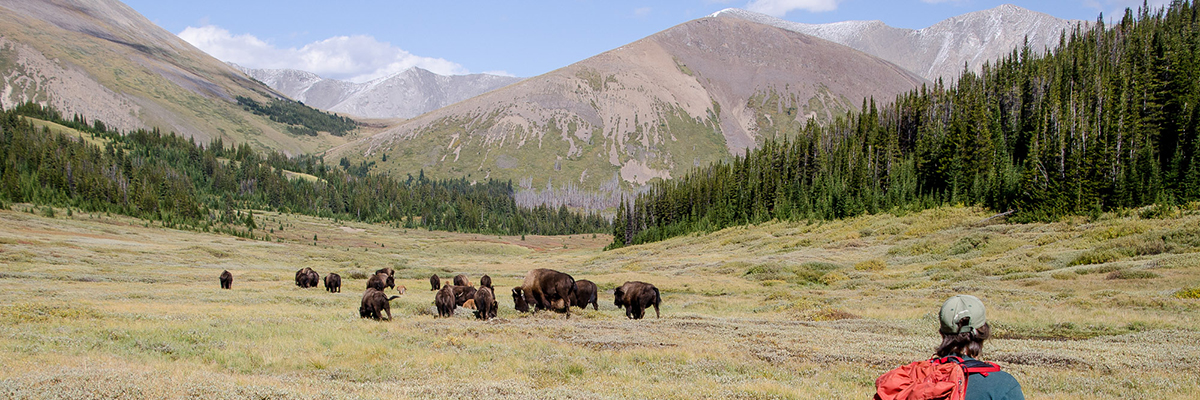 Staff monitoring bison in the backcountry