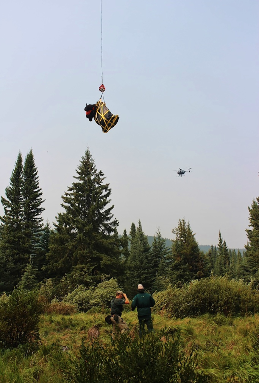 Le bison mâle immobilisé est transporté par hélicoptère dans le cadre d’une opération de capture et de déplacement. Il a ensuite été transporté par camion jusqu’au parc national des Lacs-Waterton.