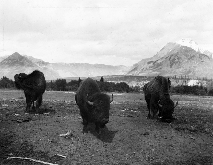 historic black and white image of bison in Banff 