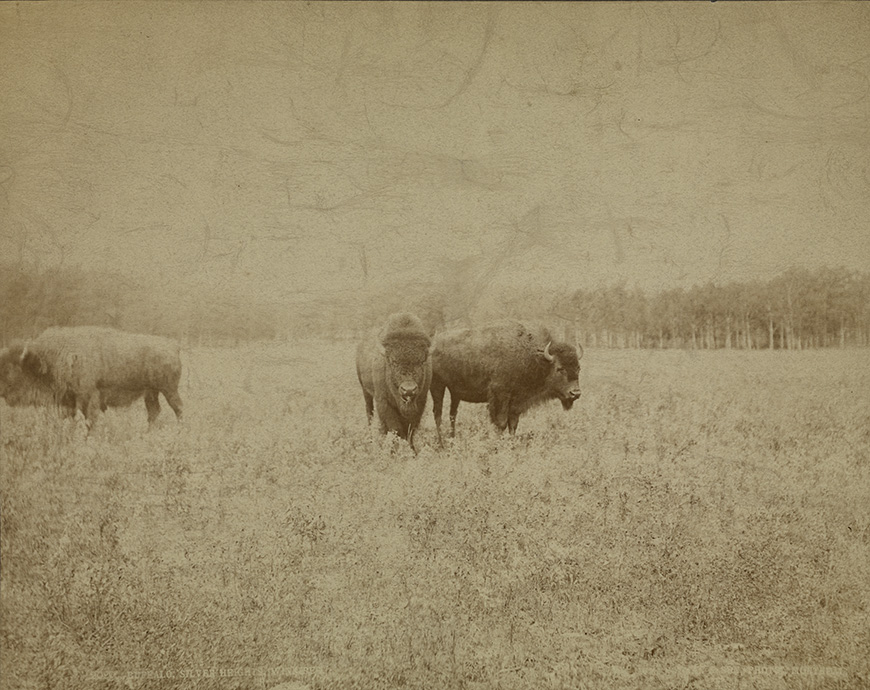 historic sepia image of bison 