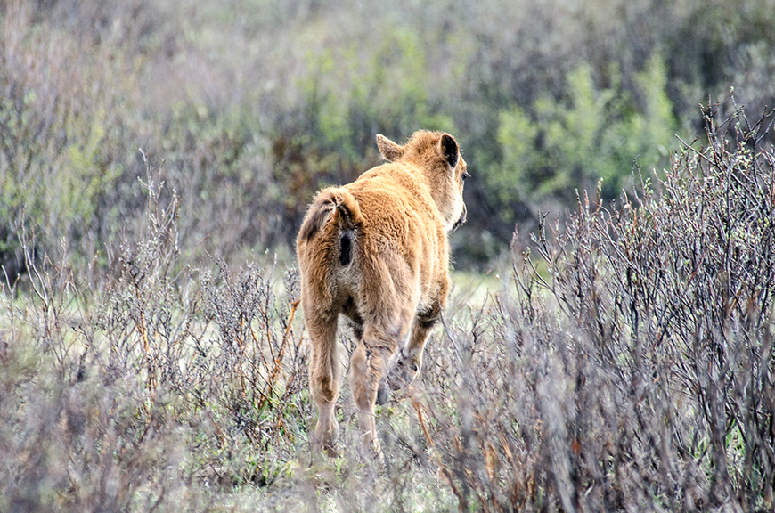 Baby bison calf walking away from camera 
