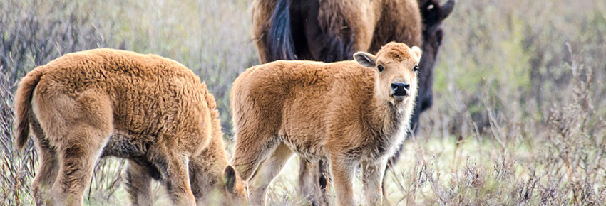 Bison calf