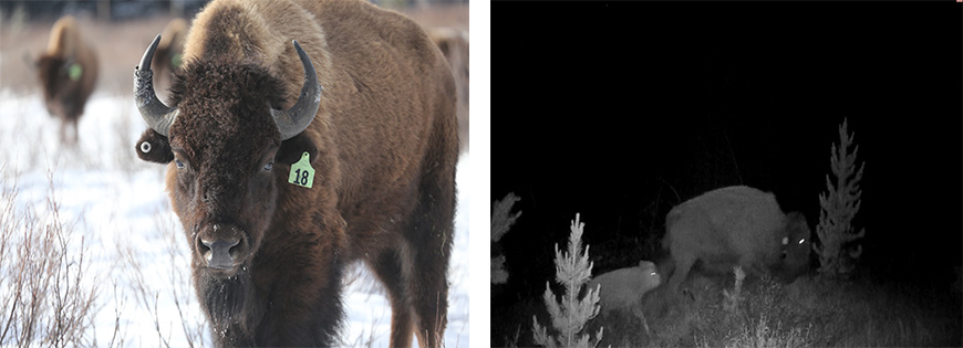 buffalo in field / buffalo image captured by night camera