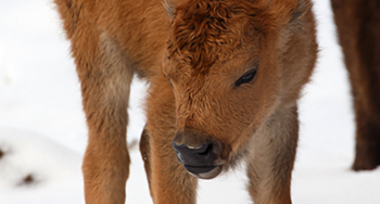 Bison calf © Adam Zier-Vogel / Parks Canada