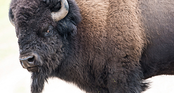 Mature bison © Stephen Edgerton / Parks Canada