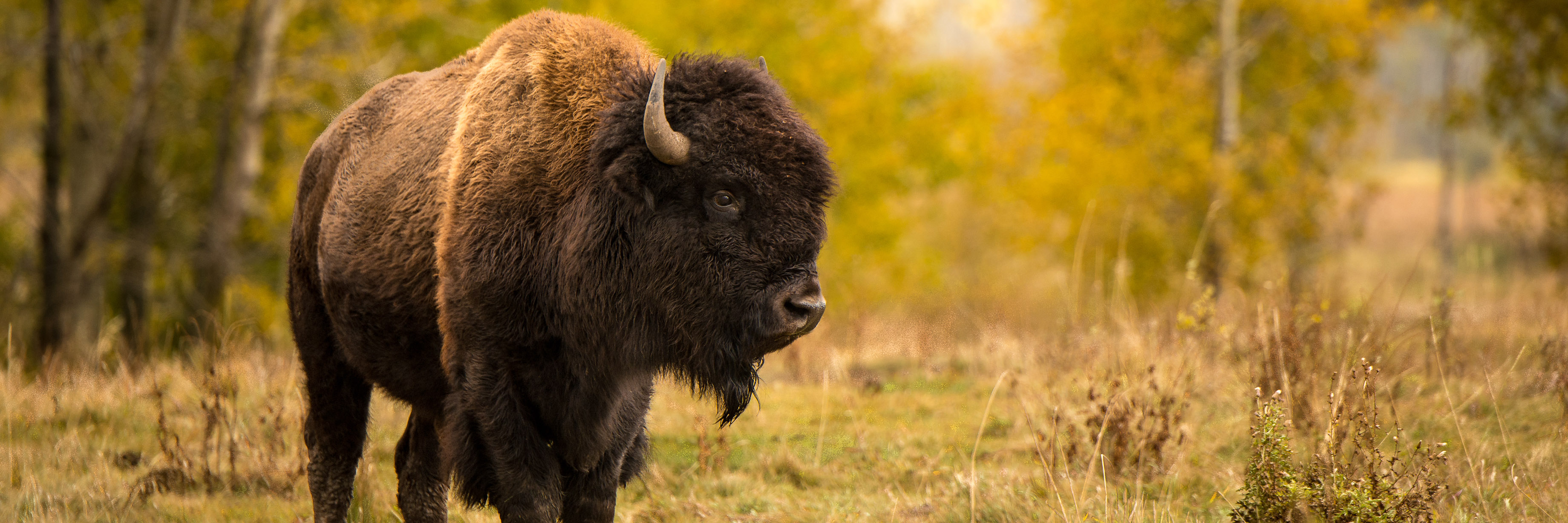 Bison stands in a field amongst trees in the season of fall. 