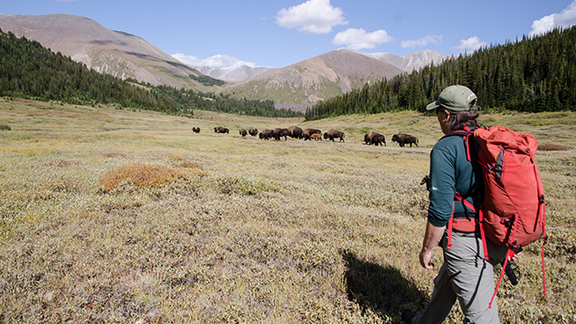 Plains Bison Reintroduction - Banff National Park