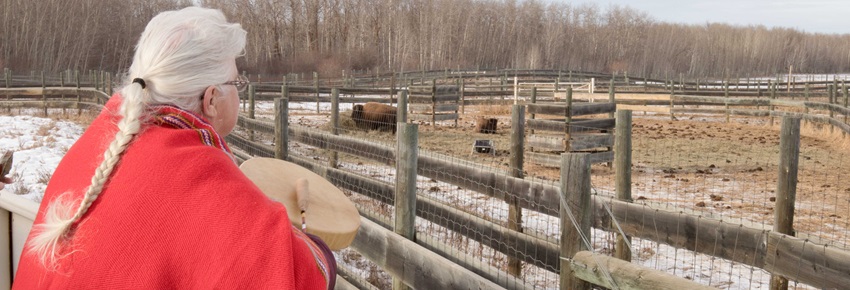 Aboriginal elder holds drum at the corner of a bison paddock. 