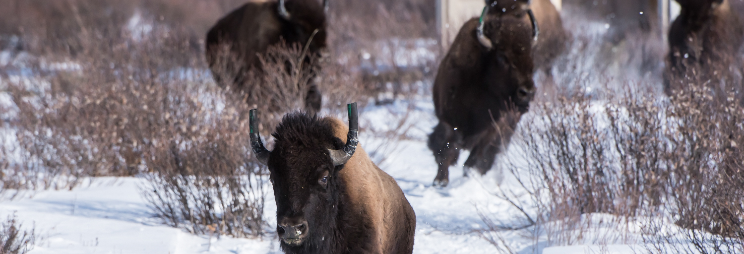 A herd of bison running in snow. 