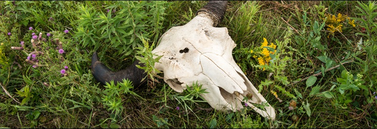 A bison skull lays in a grass field.