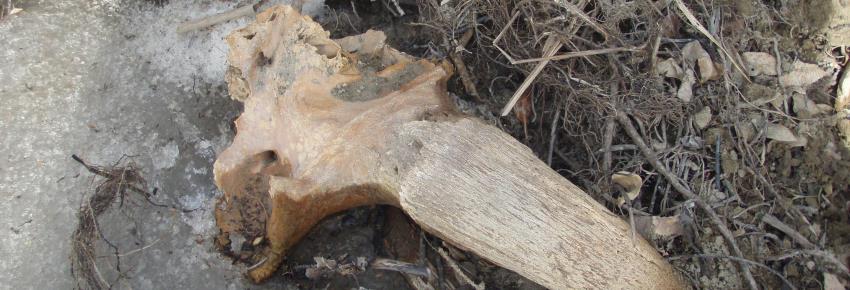 Bison skull on the ground.