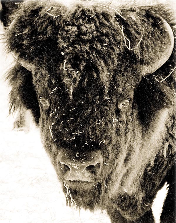 Un bison des plaines