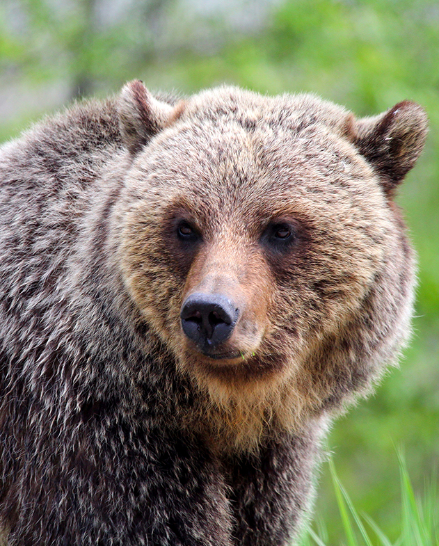 Gros plan du visage d’un grizzli