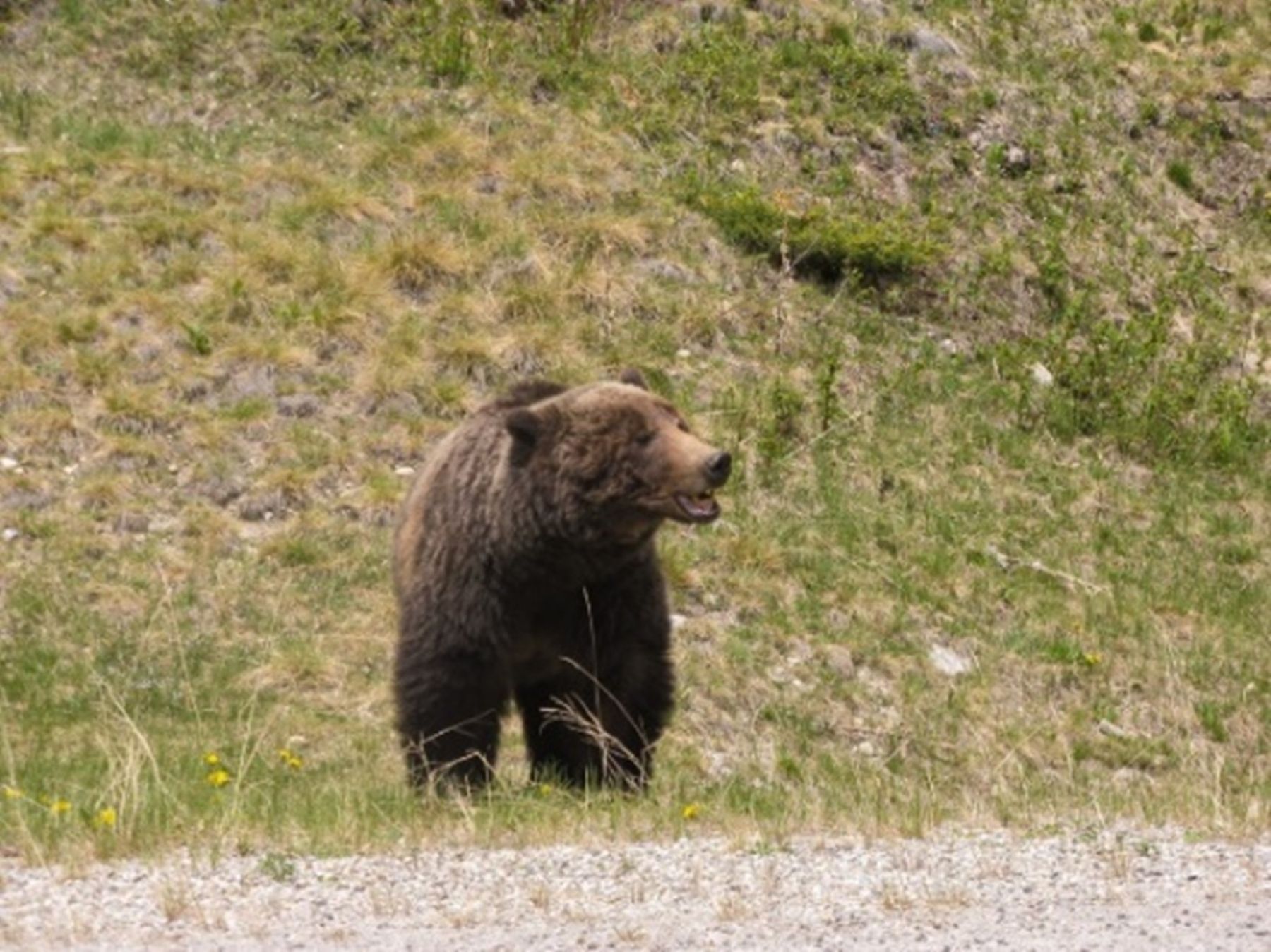 Grizzly bear in a grassy ditch