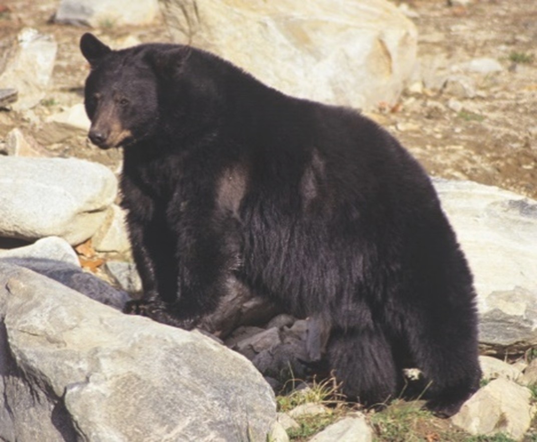 Black bear stands on a rock