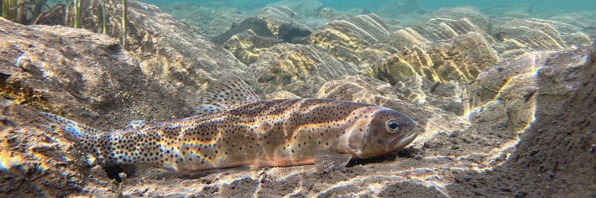 A westslope cutthroat trout rests on the river bed underwater.