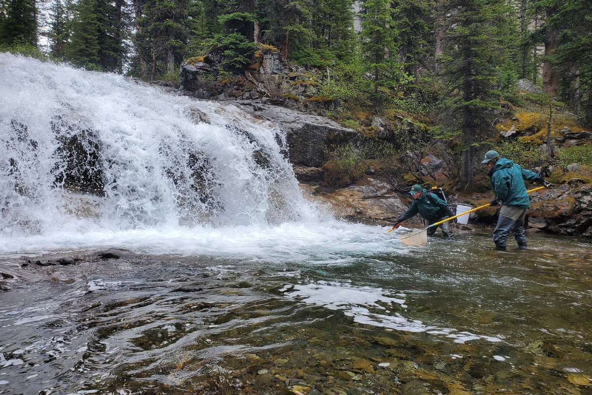 2 Parks Canada scientists collect westslope cutthroat trout for genetic sampling.