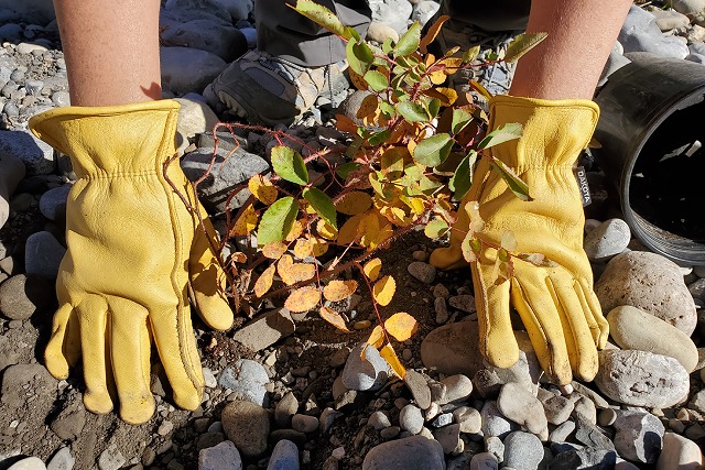 Gloved hands plant a small shrub in rocky ground.