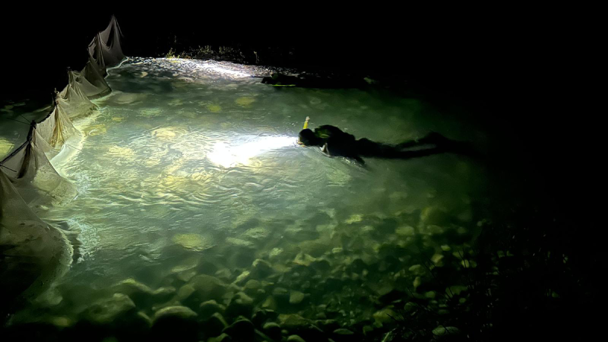L’équipe de gestion des ressources aquatiques effectue un relevé nocturne dans le ruisseau Cascade à la plongée avec tuba afin de dénombrer les truites fardées versant de l’ouest.