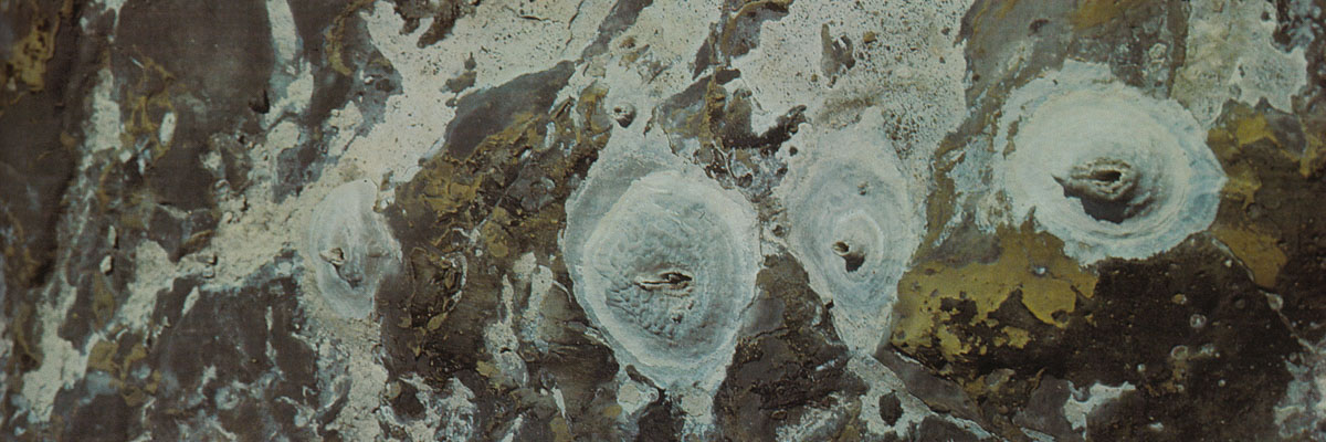 Little vents known as surface micro-geysers are seen forming in series and groups, associated with pressurized channels in the rock by which meltwater arrived at the rock surface.