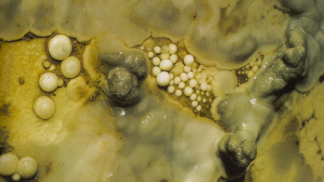 Among mineral deposits, multiple cave pearls of various sizes are seen. Cave pearls are white and spherical.