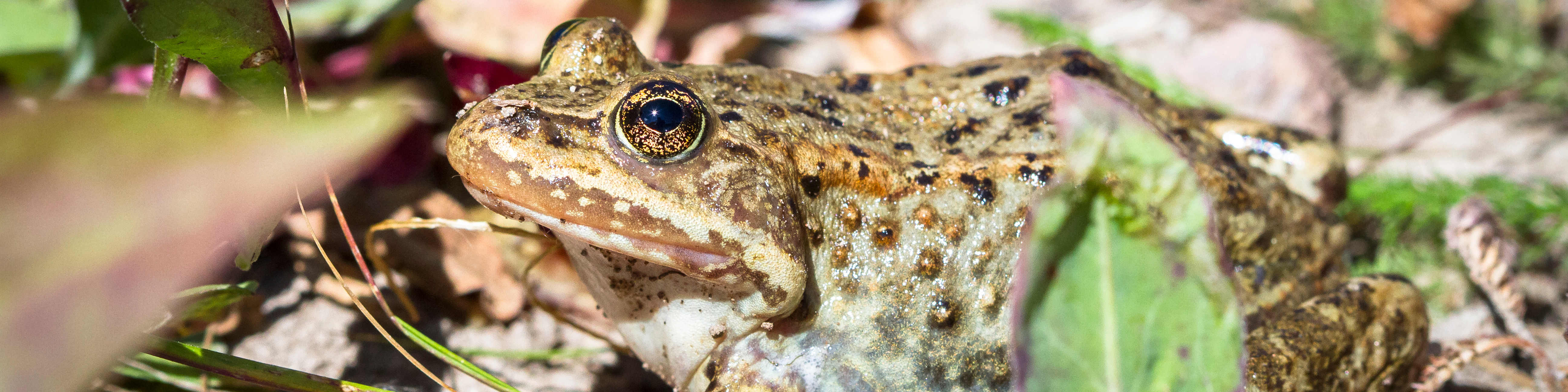 columbian spotted frog