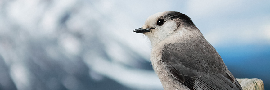 winter landscape with bird in foreground 