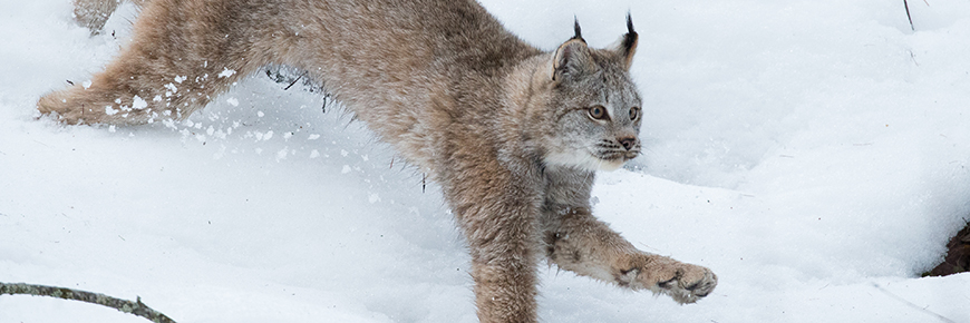 Canadian lynx, young, jumping in snow