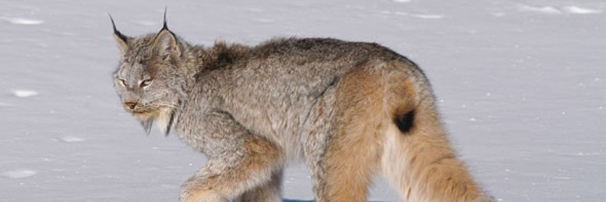 Canadian lynx in snow