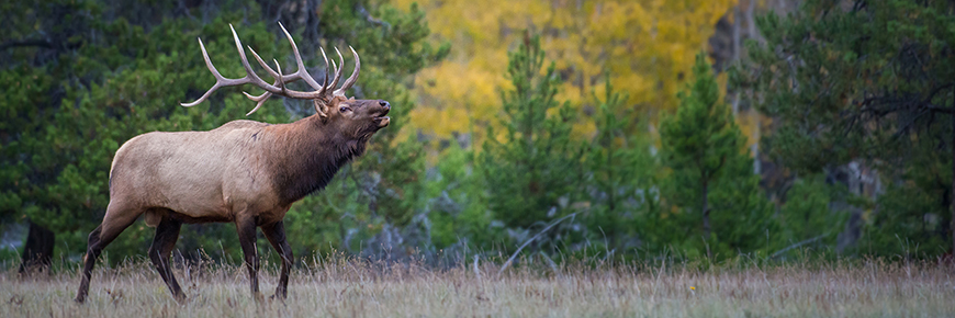 elk in fall landscape with full rack 
