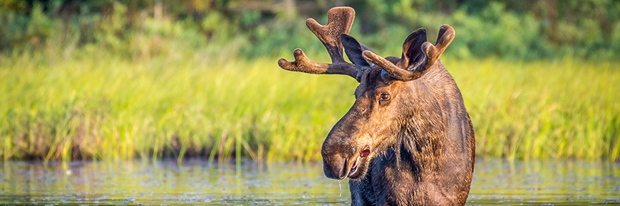 male moose in wetland