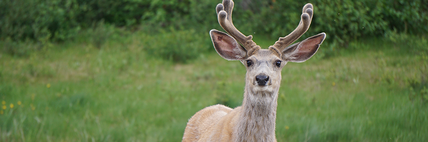 white tailed deer facing camera, new fuzz on rack 