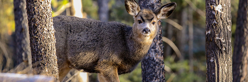 mule deer in forest landscape