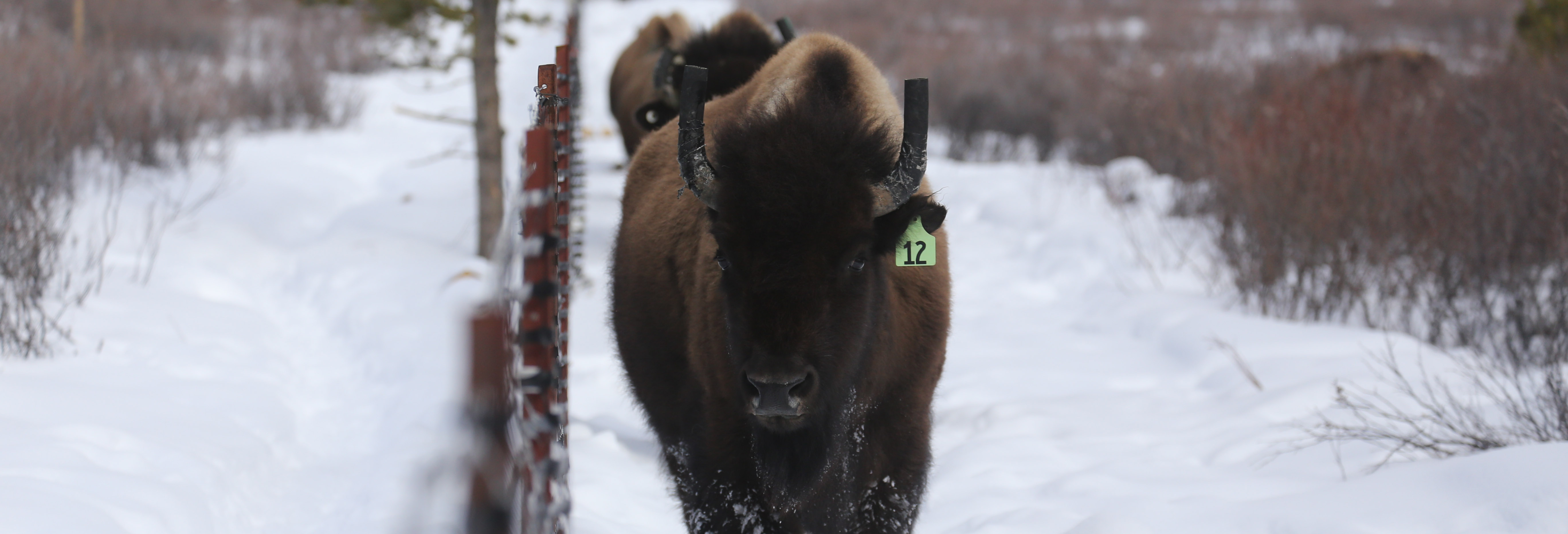 Bison walk along fence in snow.