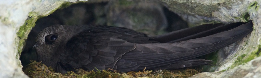 A black bird nesting in the crevice of a rock wall