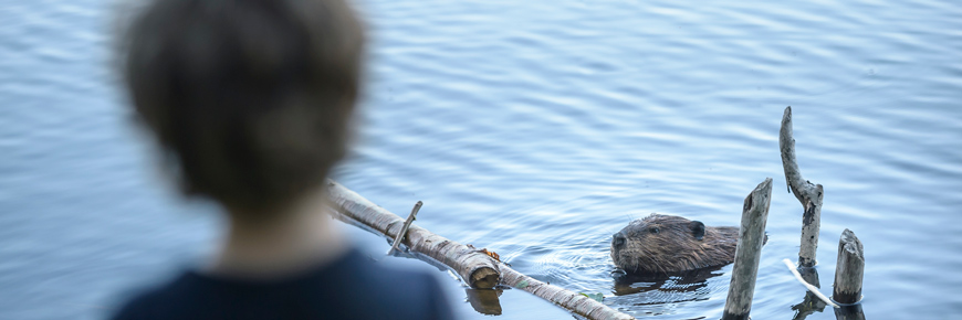 Un jeune garçon observe un castor dans un lac.