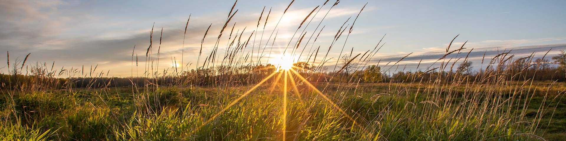 A scenic landscape image of grass in a grasslands ecosystem at the Bison Loop in Elk Island National Park.