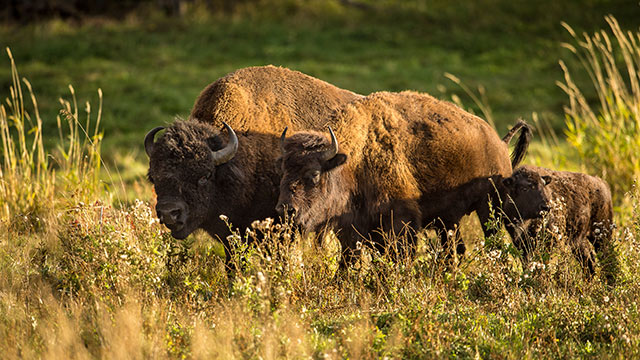 Three bison in the grassland